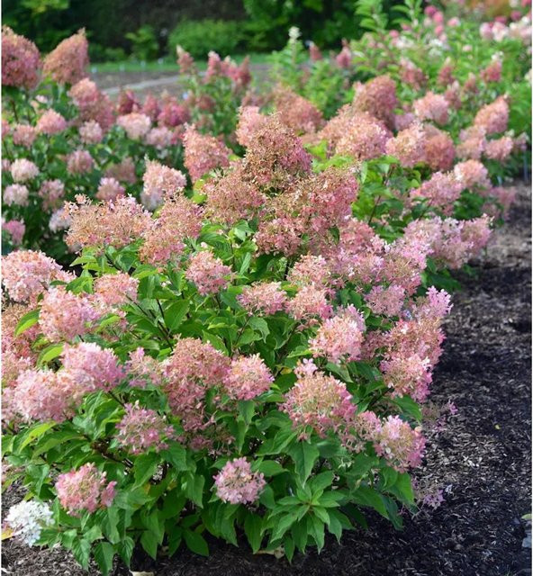 Rispenhortensie Early Sensation Hydrangea paniculata pink, Höhe: 40-60 cm von Nr-01.de - Bild 1