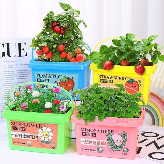 Binchi Garden Wachstumsbeobachtungsbox für Kinder zum Züchten von Mini-Pflanzen und Sprossen, Mehrfarbig, Kunststoff - Bild 1