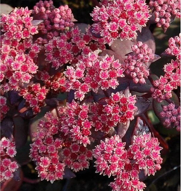 Große Fetthenne Karfunkelstein Sedum maximum als mehrjährige Gartenpflanze von Nr-01.de - Bild 1