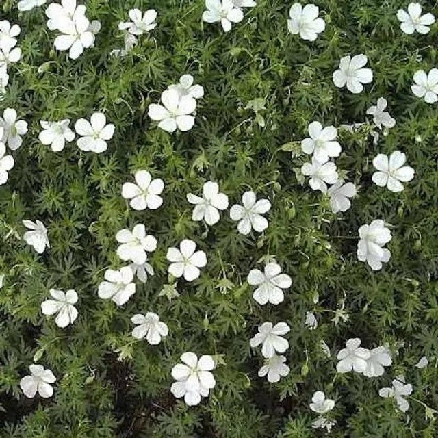 Geranium sylvaticum Waldstorchschnabel Stauden Beetpflanze für Naturgärten - Bild 1