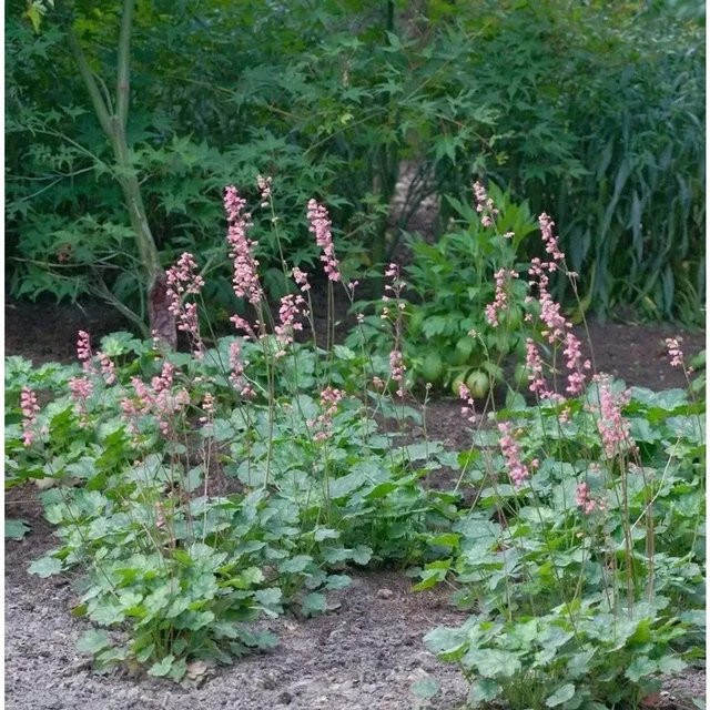 Heuchera pulchella Silberglöckchen Stauden von Nr-01.de - Bild 1
