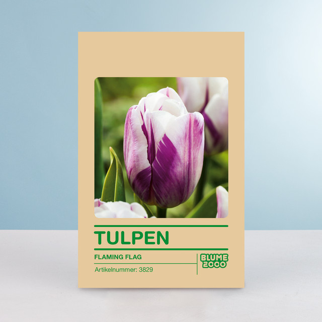 Triumph Tulpe Flaming Flag Blumenzwiebeln 10 Stück von BLUME2000 - Bild 1