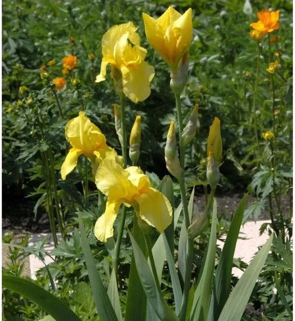 Schwertlilie Goldfackel Iris barbata als gelbe Beetpflanze von Nr-01.de - Bild 1