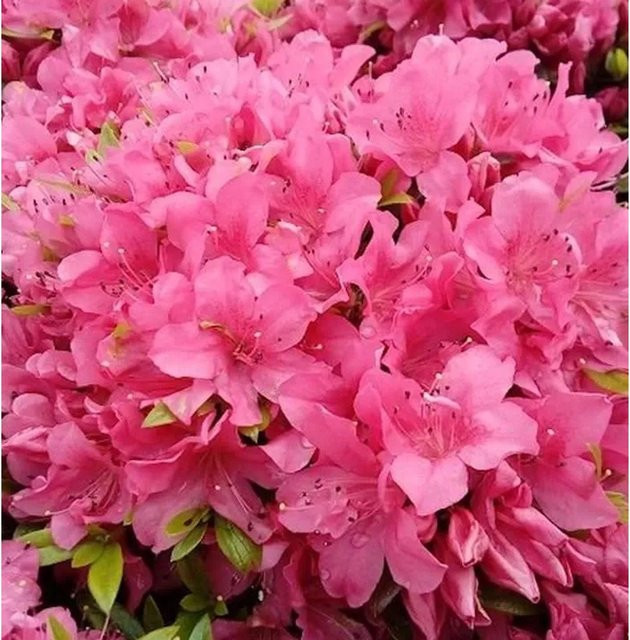 Kriechende Immergrüne Zwerg Azalee Talamanca Rhododendron nakaharai in Pink, Höhe: 40-50 cm - Bild 1