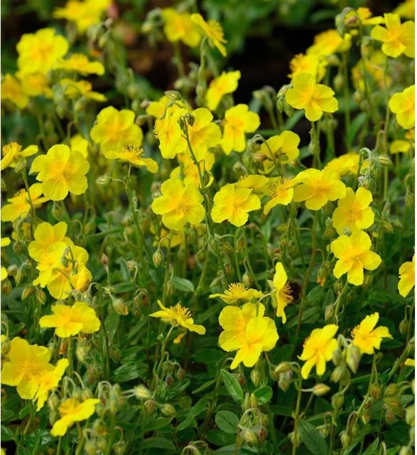 Helianthemum Sonnenröschen Amy Baring gelbe Staude als Bodendecker für Steingärten und Einfassungen - Bild 1