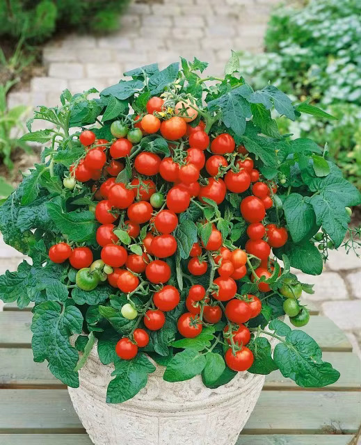 Toraf Tomatensamen VILMA Zwergtomate, rote Früchte, 0,3 g - Bild 2
