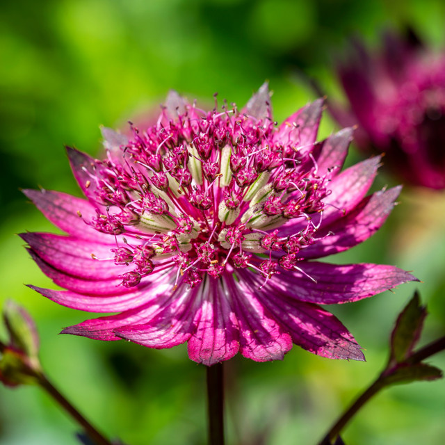 Astrantia Venice Sterndolde als mehrjährige Zierpflanze in Rot, Grün und Pink - Bild 1