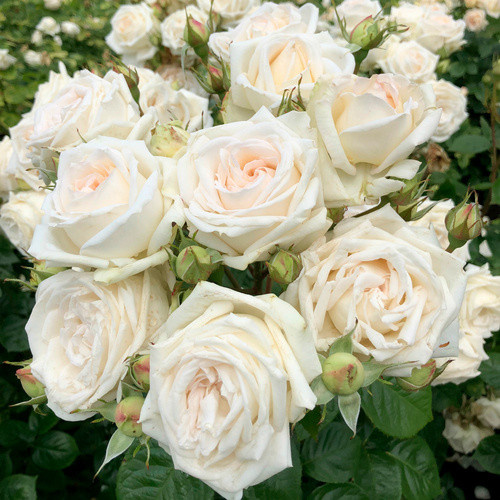 KORDES ROSEN Edelrose Madame Anisette in Rosa mit creme-beigen gefüllten Blüten - Bild 4