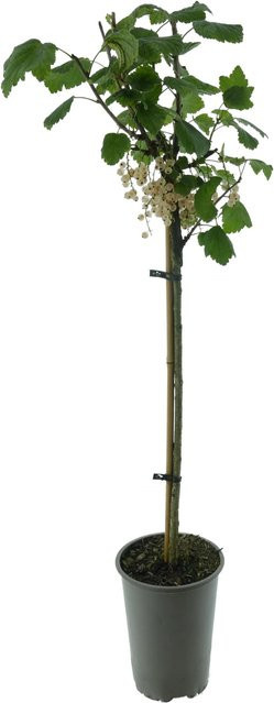 Weiße Johannisbeere Versailler Weiß BIO Stamm, Ribes sativum Strauch, Höhe: ca. 60-70 cm - Bild 1