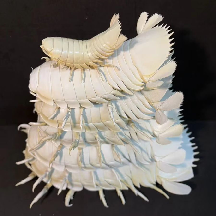 Bathynomus Giganteus Tierpräparatur ORIGIFTS Riesen-Isopod-Probenkollektion für die Heimdekoration und naturwissenschaftliche Bildung - Bild 3