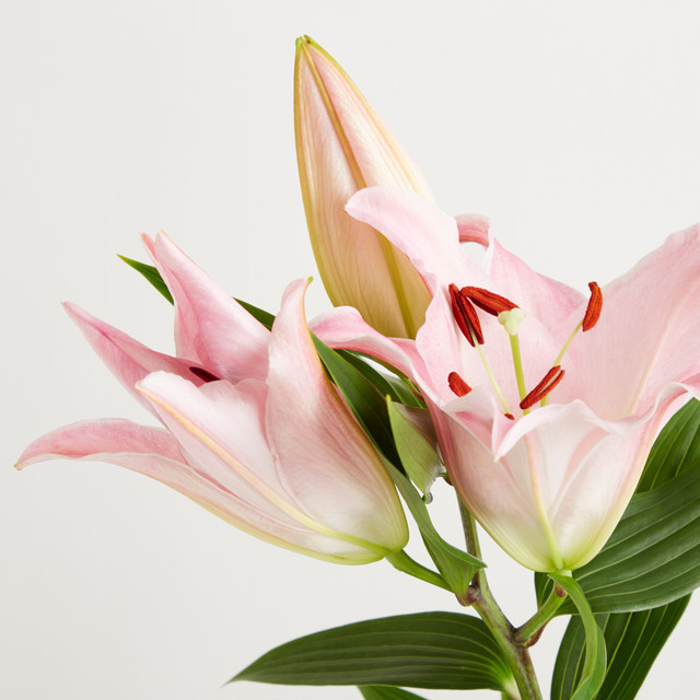 Blume2000 Pinke Lilie Single Stem - Bild 1