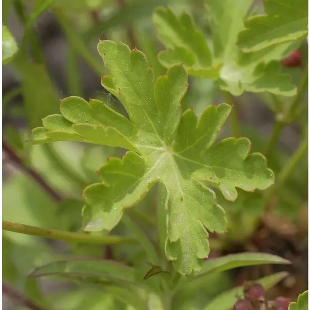 Geranium wallichianum Storchenschnabel Silvias Surprise - Mehrjährige Pflanze in Pink und Weiß - Bild 1