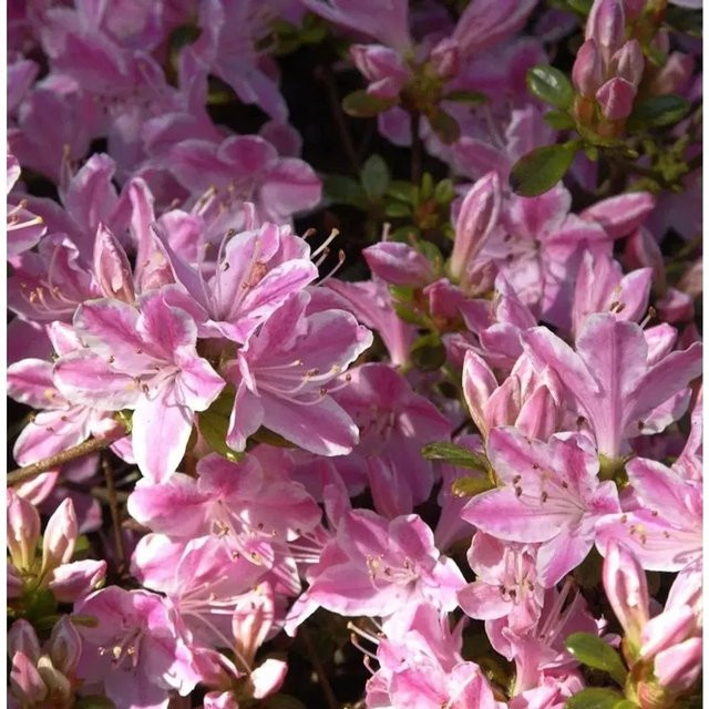 Japanische Azalee Kermesina Rose Rhododendron obtusum als rosa Zierstrauch von Nr-01.de - Bild 1