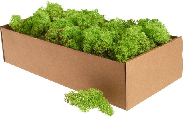 Islandmoos von Othmar Decorations in Hellgrün, 400 g - Bild 1
