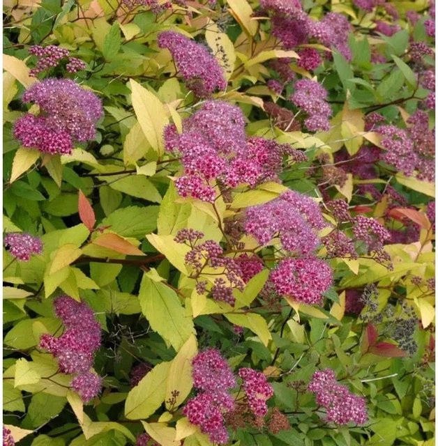 Sommerspierstrauch Double Play Gold Spiraea japonica mit goldener Laubfärbung und pinken Blüten von Nr-01.de - Bild 1