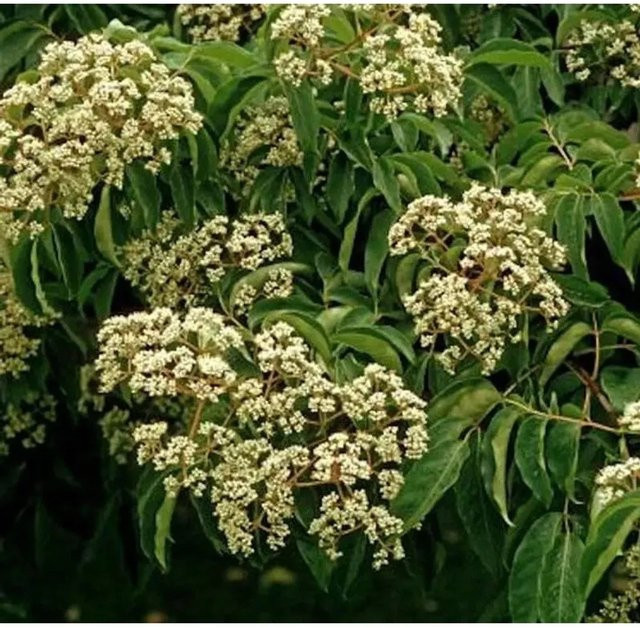 Euodia hupehensis Bienenbaum für deinen Garten, Höhe: 40-60 cm - Bild 1