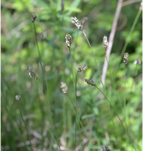 Einblütiges Perlgras Melica uniflora pflegeleichte grüne Staude im Topf - Bild 1