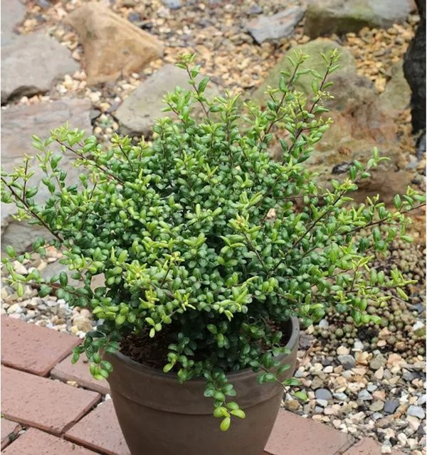 10er Set Ilex Stechpalme Ilex Crenata als grüner Gartenstrauch, Höhe: 10-15 cm - Bild 1
