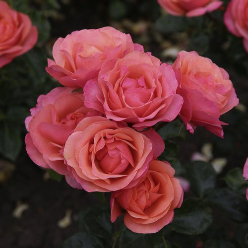 KORDES ROSEN Beetrose Coral Lions Rose in Orange und Apricot, gut gefüllte Blüten - Bild 1