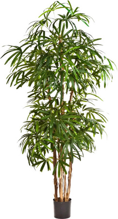 Künstliche Steckenpalme Nela von Aplanta, Höhe: 200 cm
