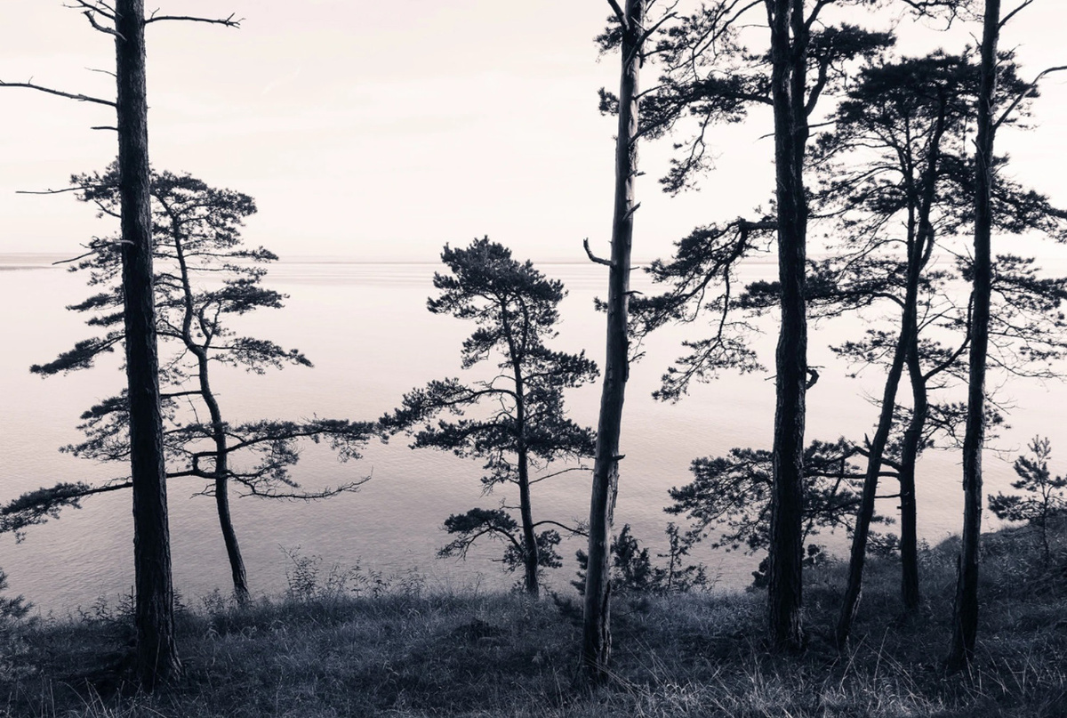 Rebel Walls Wandtattoo Old Pine Trees in Grau Modernes Wanddesign - Bild 1
