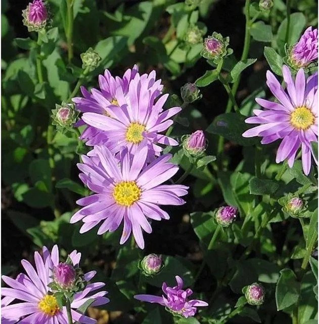 Sommeraster Rosa Erfüllung Aster amellus von Nr-01.de in Rosa - Bild 1