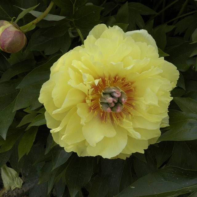 Gelbe Strauchpfingstrose von Mein schöner Garten Shop - Bild 1