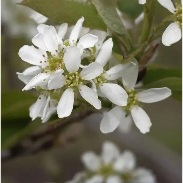 Amelanchier rotundifolia Echte Felsenbirne Strauch mit weißen Blüten von Nr-01.de, Höhe: 40-60 cm - Bild 1