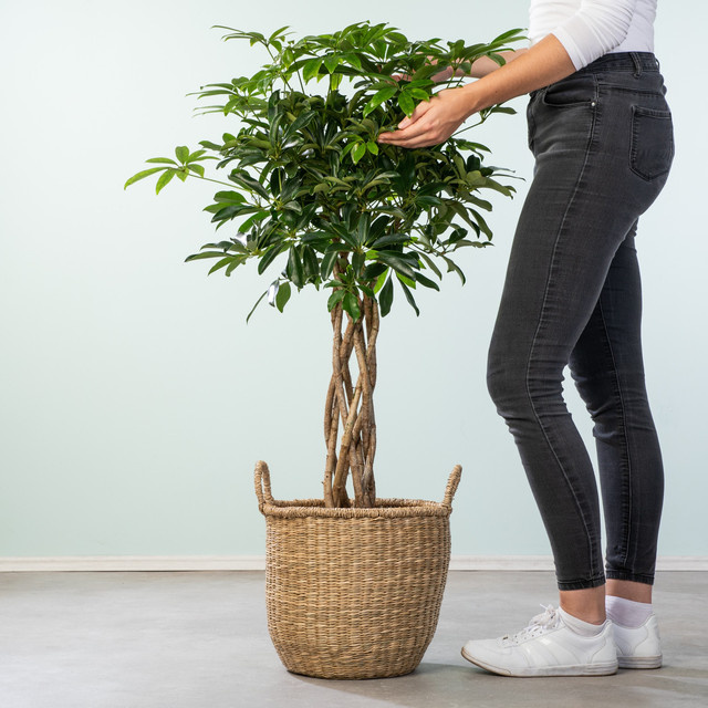 Schefflera Compacta Zimmerpflanze von BLUME2000 in Grün, Tischpflanze, Höhe: 60 cm, Breite: 15 cm - Bild 1