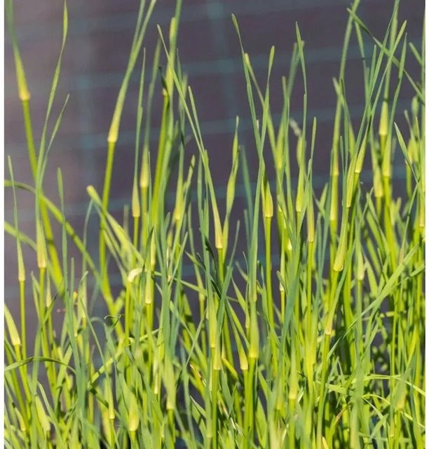Weisser gekielter Lauch Allium carinatum als mehrjährige Gartenpflanze in weisser Farbe - Bild 1
