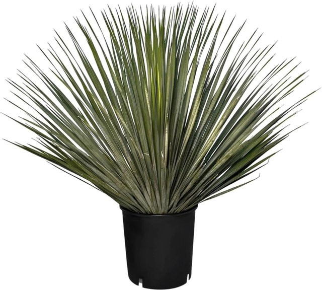 Sunny-Tree Mediterrane Yucca Rostrata Palmlilie als winterharte Zierpflanze für Garten und Terrasse - Bild 1