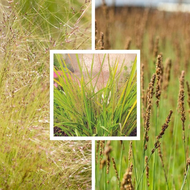Bunte Ziergras-Kollektion mit 8 mehrjährigen Eragrostis Pflanzen für deinen Garten - Bild 1