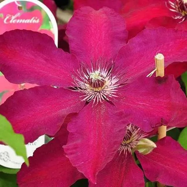 Großblumige Clematis Waldrebe Westerplatte in Rot/Lila von Arborix im Container (Höhe: 50 bis 60 cm) - Bild 1