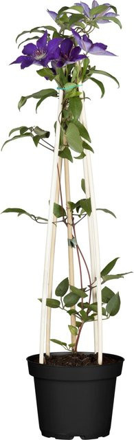 Clematis Hybride Waldrebe Rhapsody Violett, Höhe: 40-50 cm, Topf-Durchmesser: 17 cm - Bild 1