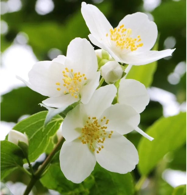 Duftender Bauernjasmin Philadelphus coronarius weiß für Garten und Hecke, Höhe: 60-80 cm - Bild 1