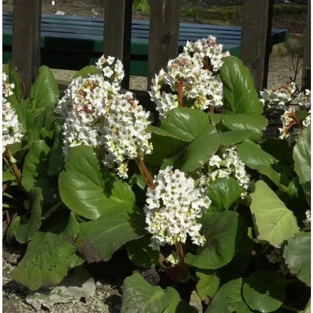 Himalaja Bergenie Brahms Bergenia stracheyi als winterharte Zierpflanze und Bodendecker von Nr-01.de - Bild 1