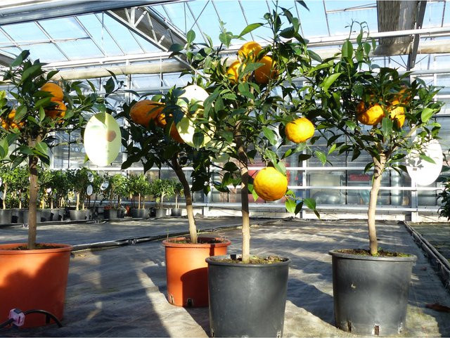 Japanische Zitrone Citrus Yuzu winterhart, Höhe: 70 - 80 cm - Bild 1
