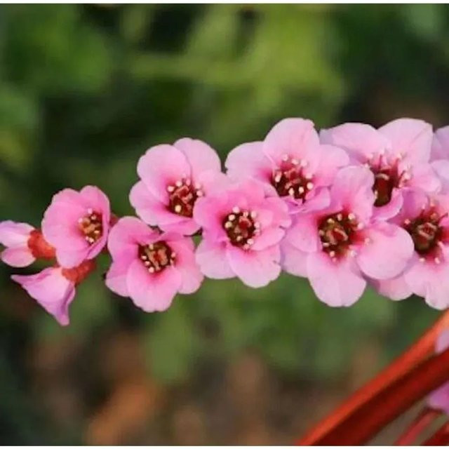 Bergenia purpurascens Wintermärchen pink - Stauden Bodendecker von Die Nr-01.de - Bild 1