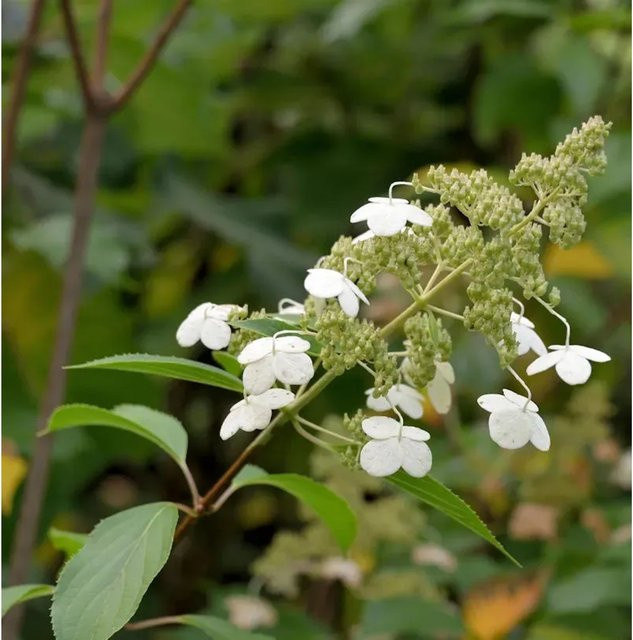 Hochstamm Rispenhortensie Levana Hydrangea paniculata weiß Nr-01.de Höhe: 100-125 cm - Bild 1