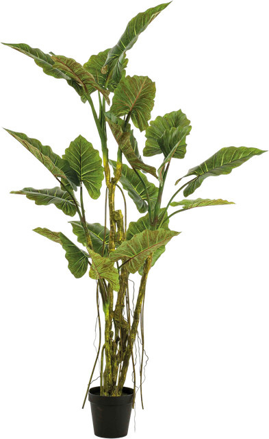 Künstliche Colocasia Moritz von Aplanta, Höhe: 195 cm - Bild 1
