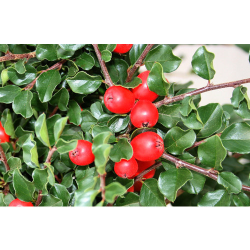 Gartenkrone Zwergmispel Cotoneaster praecox Boer, weiß, winterharte Zierstrauch-Pflanze - Bild 2