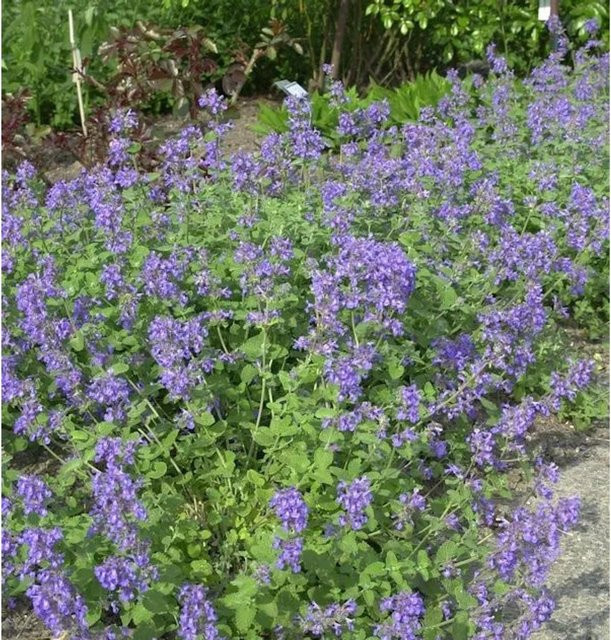 Nepeta racemosa Katzenminze als mehrjährige Gartenpflanze im Topf - Bild 1