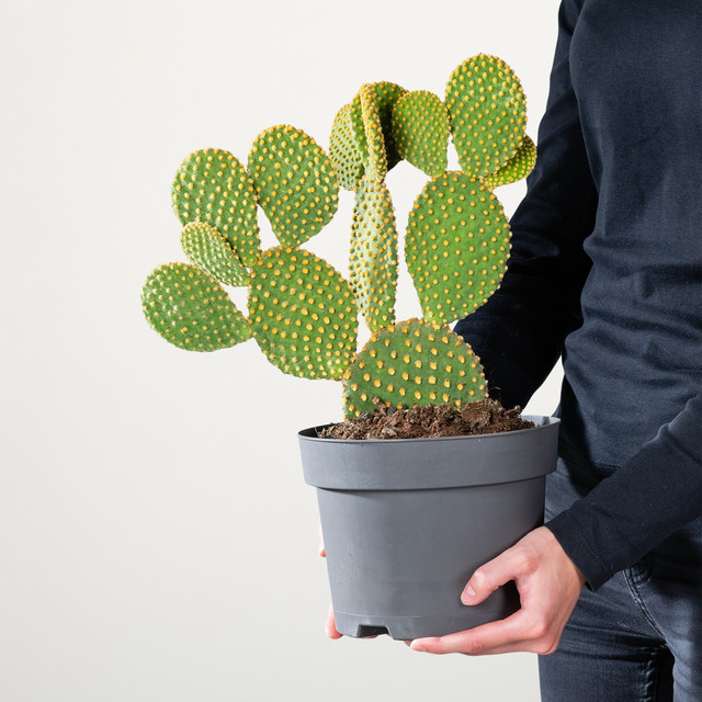 Opuntia Feigenkaktus von BLUME2000, grüne Sukkulente für Wohnzimmer und Wintergarten - Bild 1