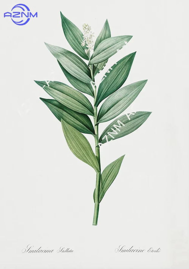 KAYOU Wandkunst Poster Leinwanddruck mit minimalistischen botanischen Farn-, Kräuter- und Wildblumenmotiven zur Heimdekoration - Bild 2