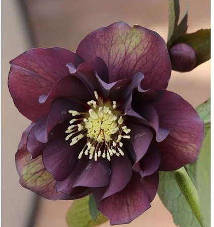 Christrose Lenzrose Double Ellen Purple Helleborus orientalis in lila