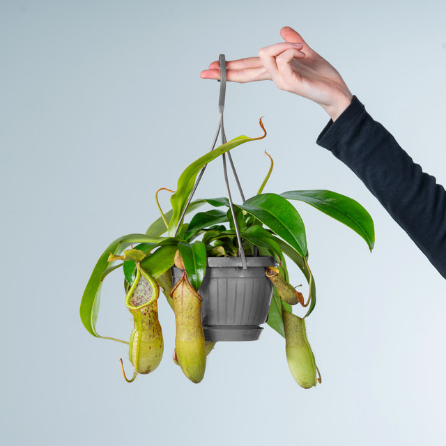 Nepenthes alata Kannenpflanze als Ampel von BLUME2000 in Grün - Bild 1