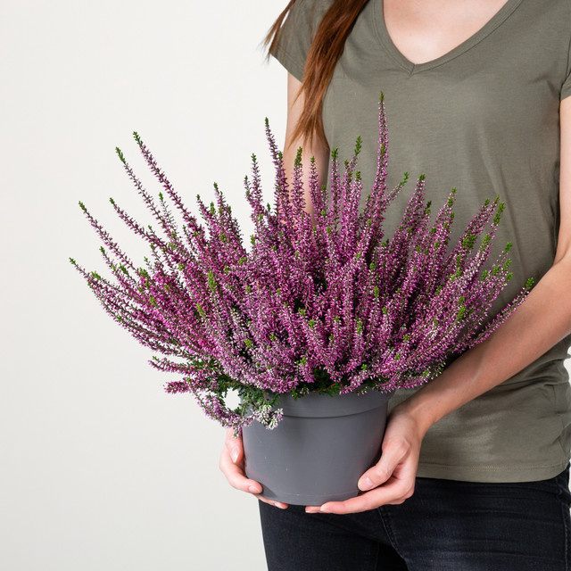 Besenheide Beauty Lady Calluna vulgaris in Lila von BLUME2000 - Bild 1