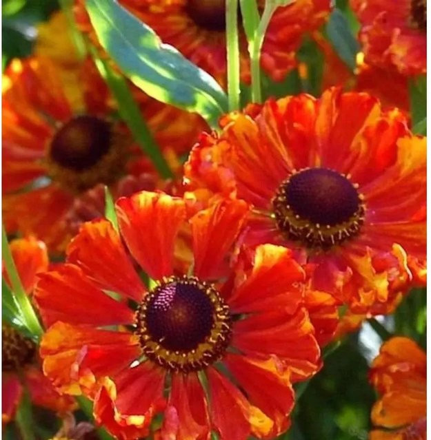 Sonnenbraut Wonadonga Helenium cultorum Beetpflanze Orange - Bild 1