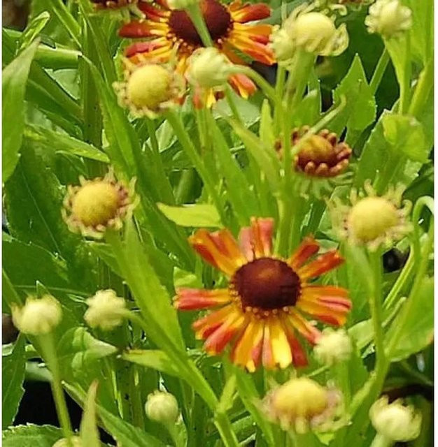 Sonnenbraut Loysder Wieck Helenium cultorum Stauden in Orange - Bild 1