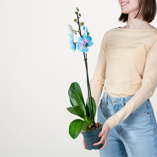 Phalaenopsis Orchidee Bibble von BLUME2000 in Blau, Weiß oder Pink - Bild 1